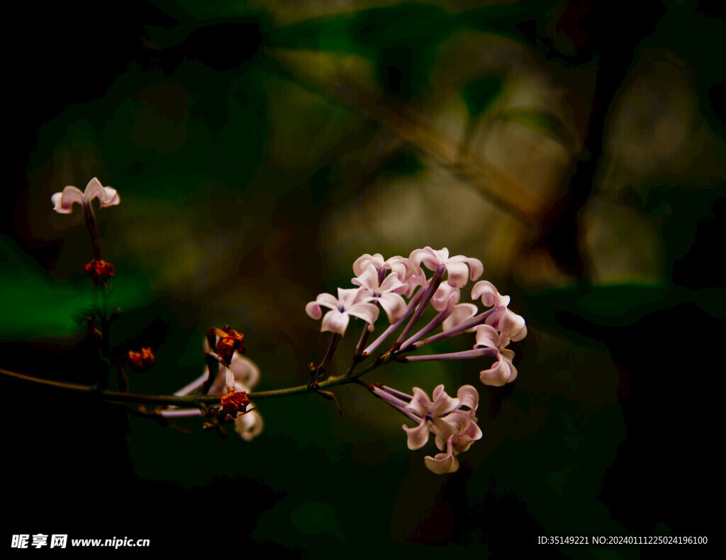 丁香花