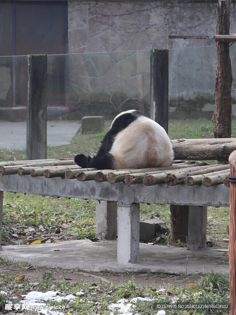 重庆动物园熊猫