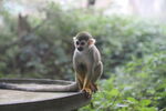 重庆动物园松鼠猴