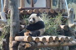 重庆动物园熊猫