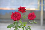 月季花