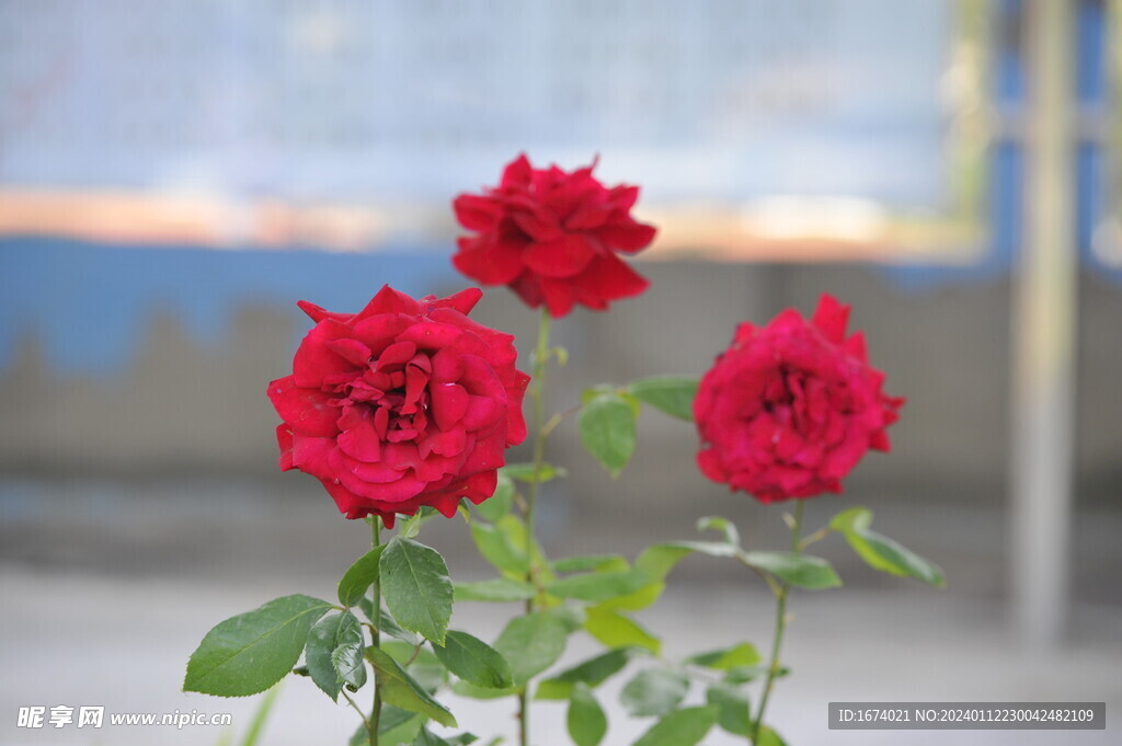 月季花