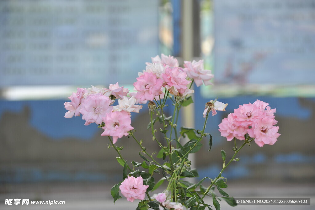 月季花
