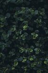 水葫芦