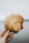 贝壳