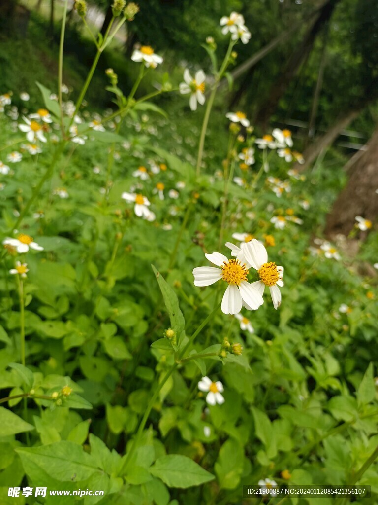 田园小花