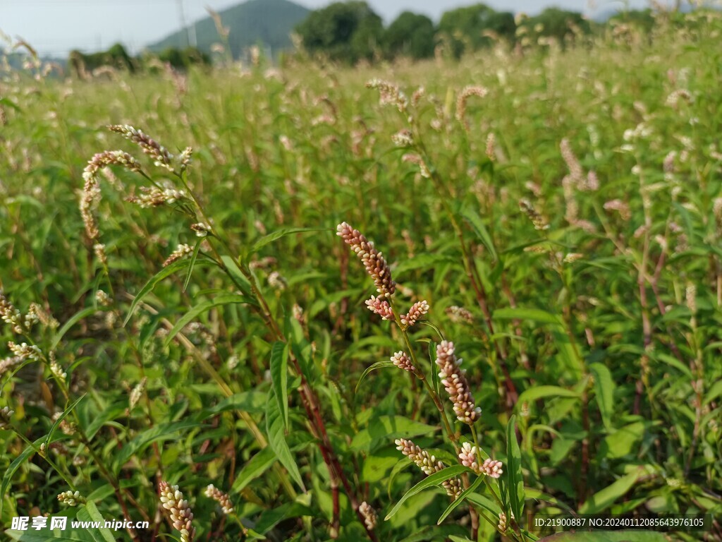 田园小草小花