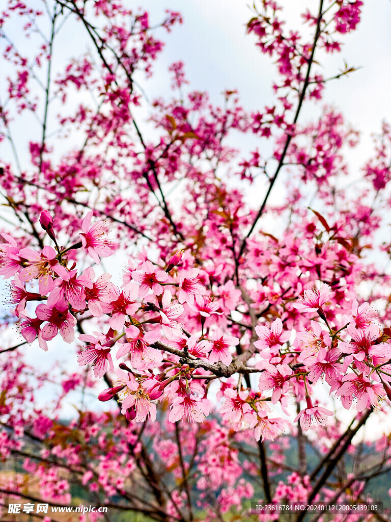 粉红樱花