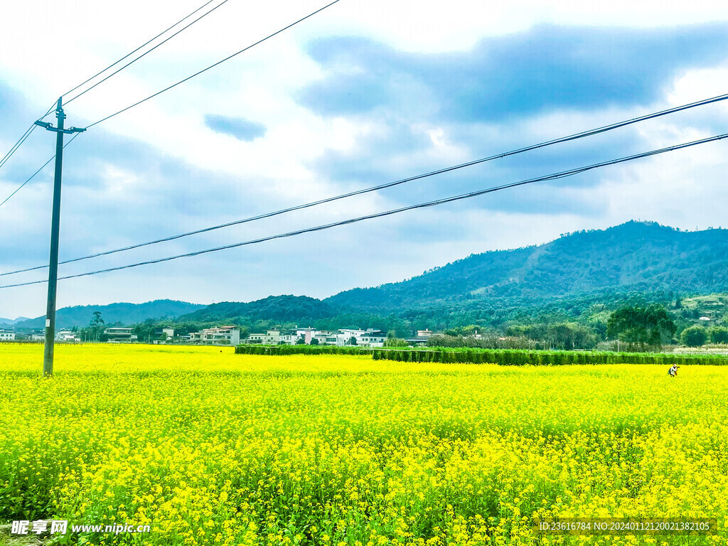 油菜花