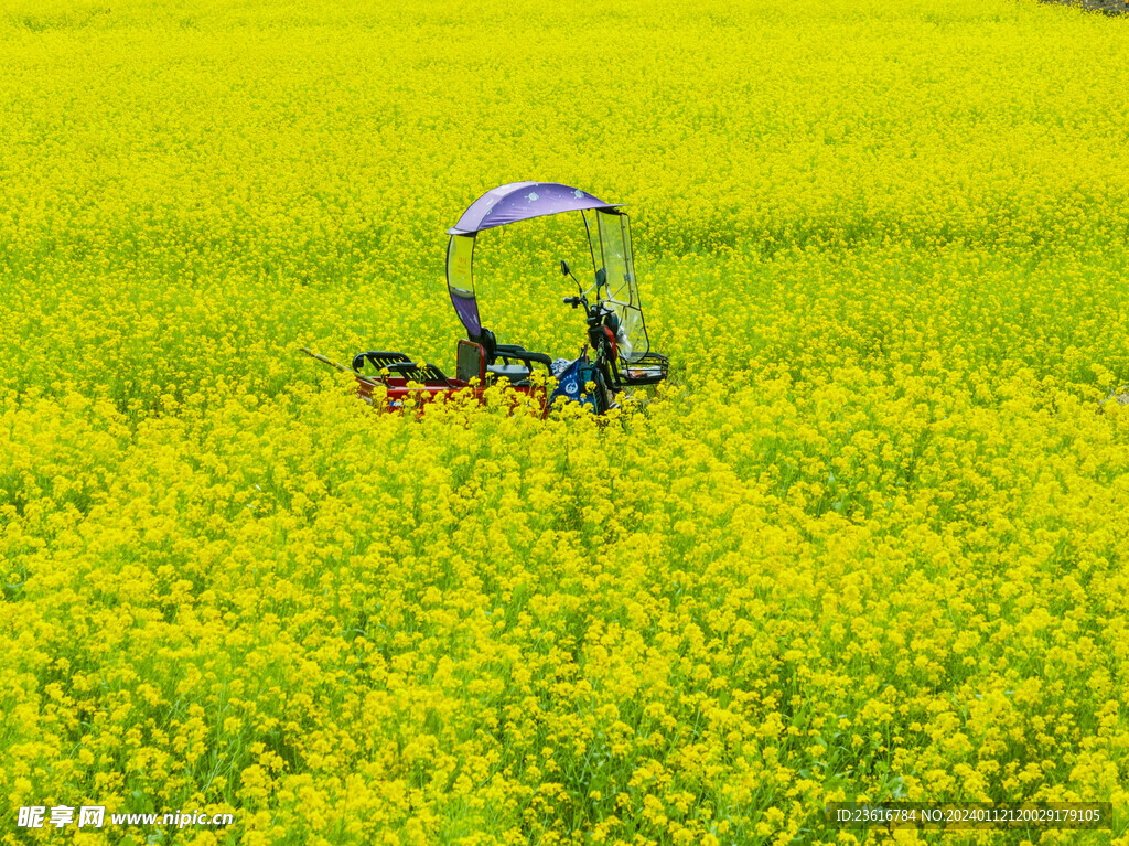 油菜花