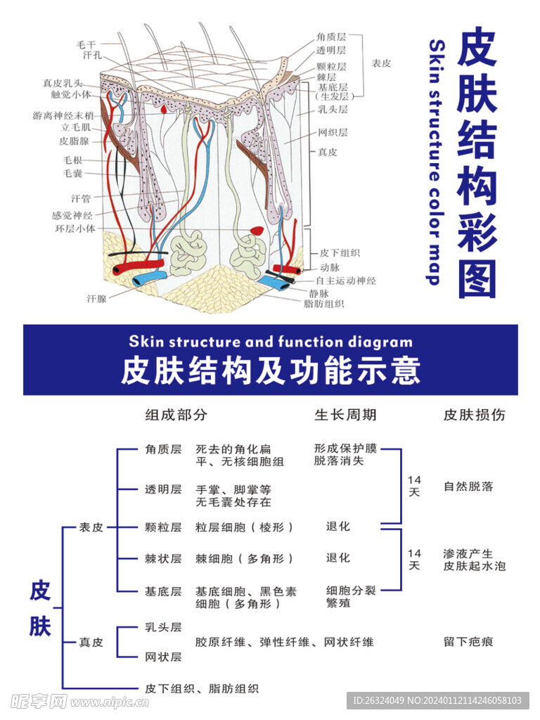 皮肤结构图