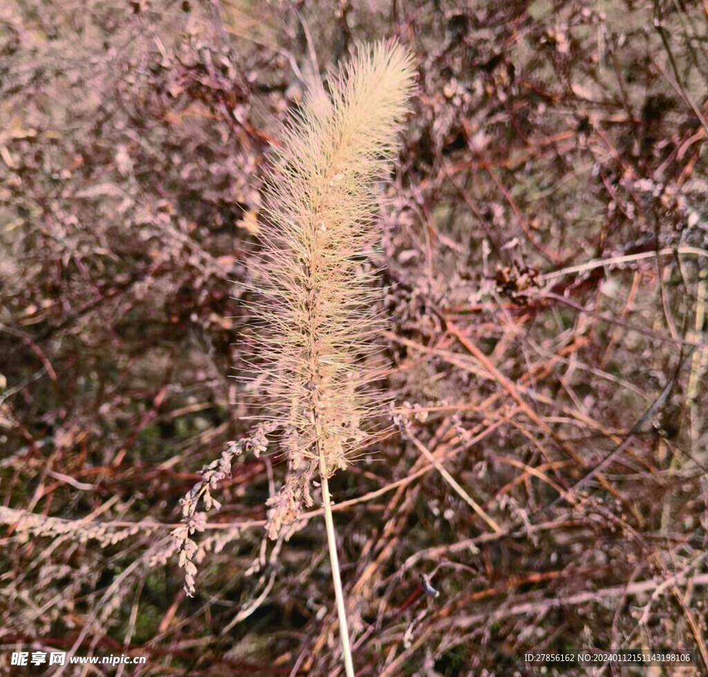 狗尾巴草