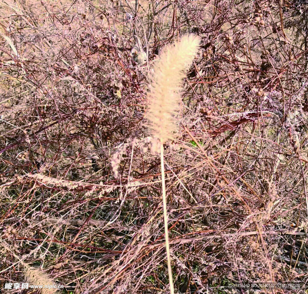 狗尾巴草