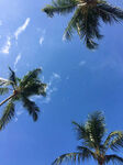 仰望热带的天空