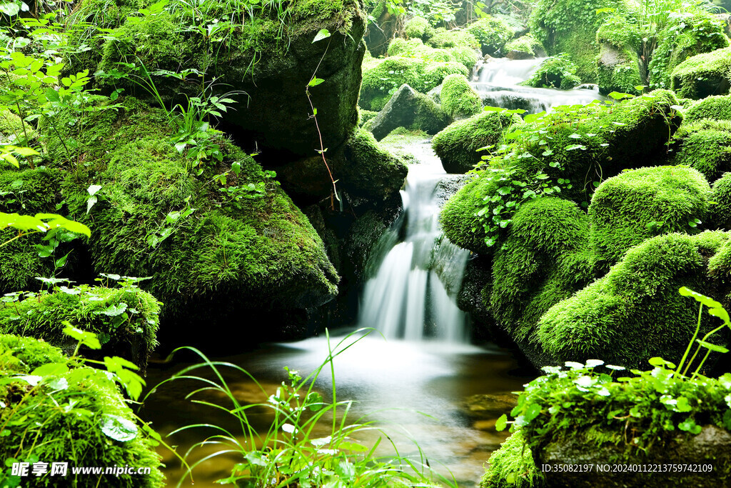 森林苔藓流水