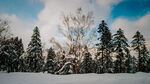 雪森林