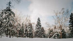 雪森林