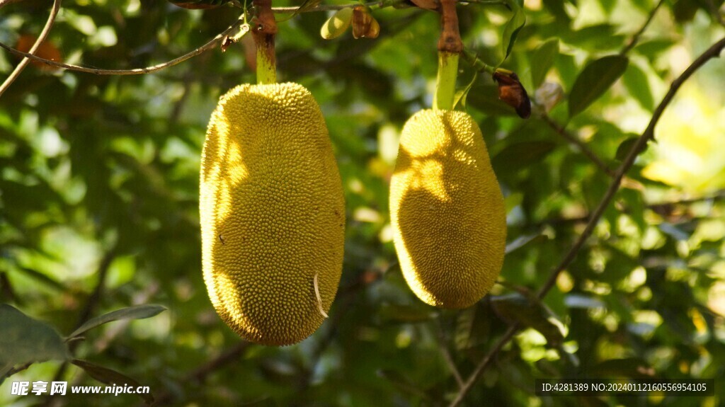 菠萝蜜果实