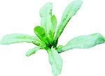 苦麦菜  蔬菜  矢量图