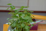 金钱草