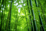 竹林