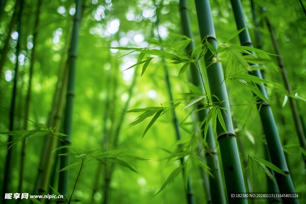 竹林