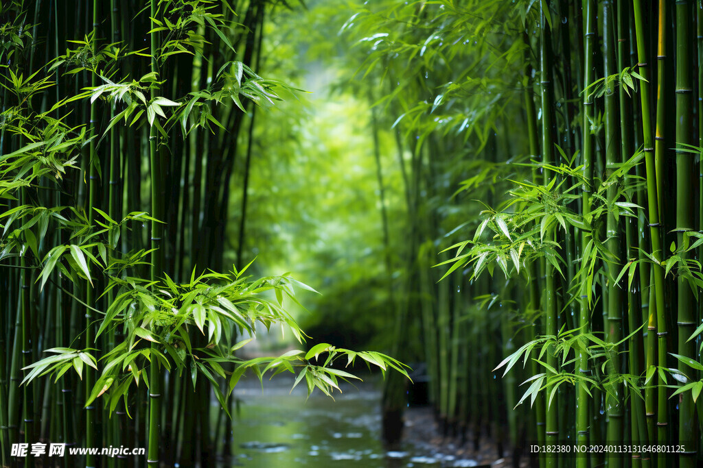 竹林