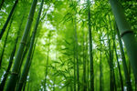竹林