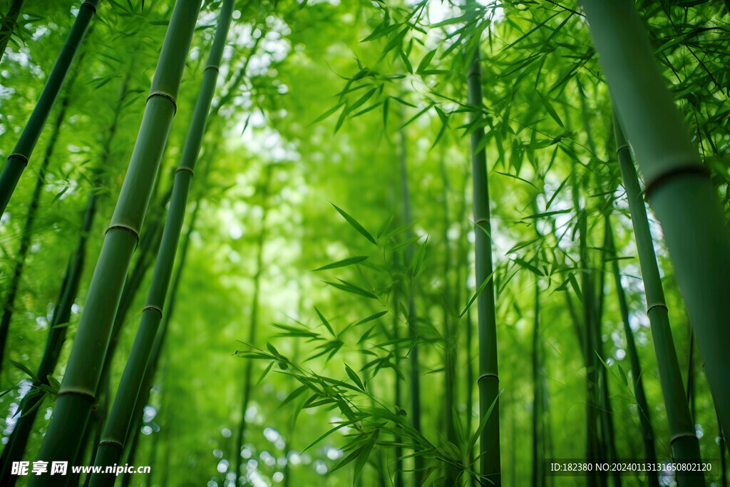 竹林