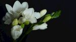 花朵图片