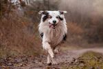 牧羊犬图片
