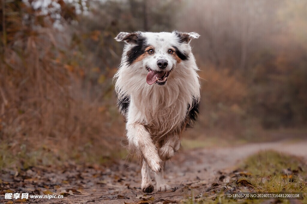 牧羊犬图片