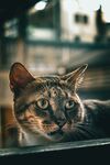 猫图片