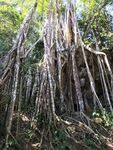 泰国树根