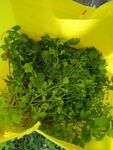野生香菜