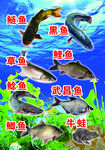 海鲜 鱼 海底