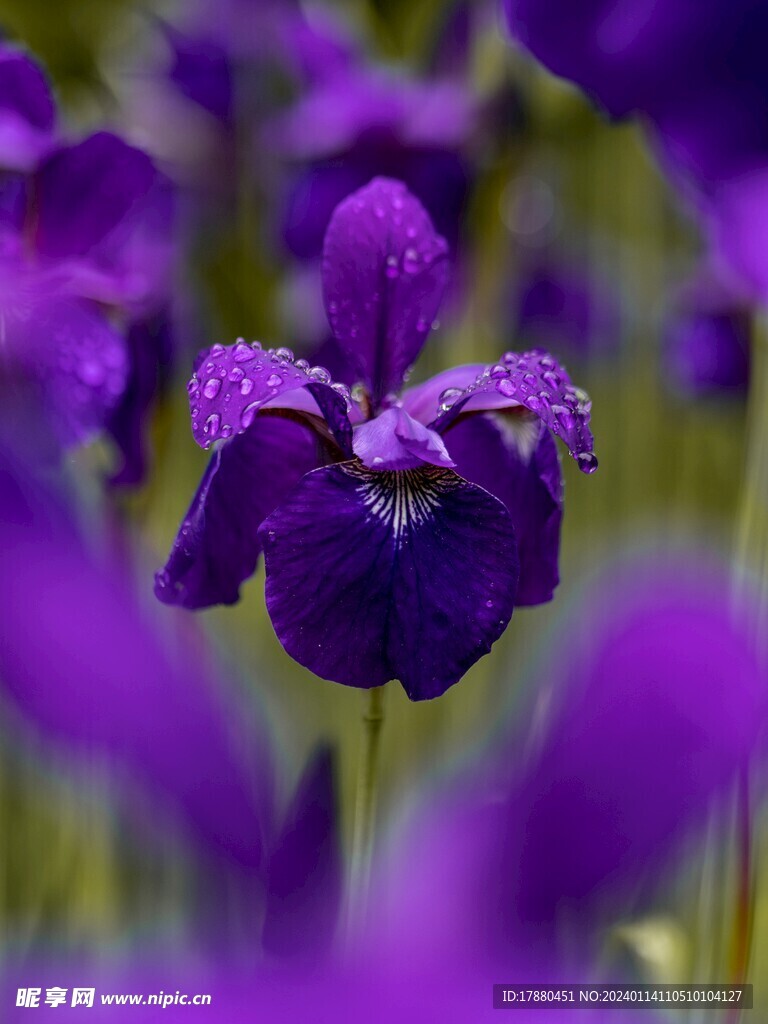 鸢尾