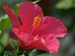 芙蓉花图片