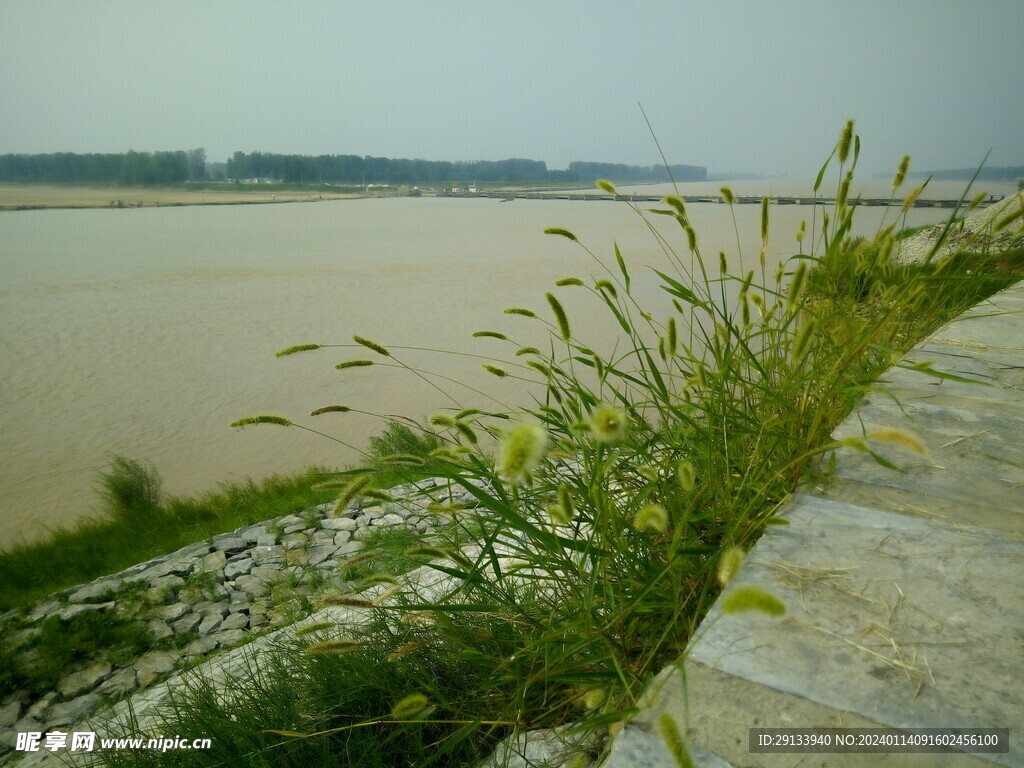 黄河夏日风光