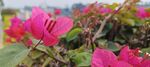 叶子花