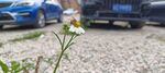鬼针草 