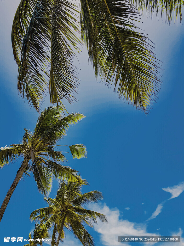 椰树