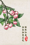 海棠手绘水果国画