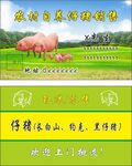 猪苗 猪仔