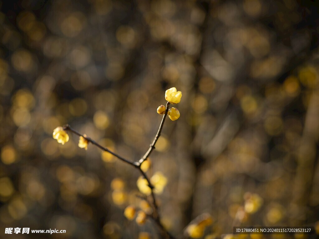 蜡梅