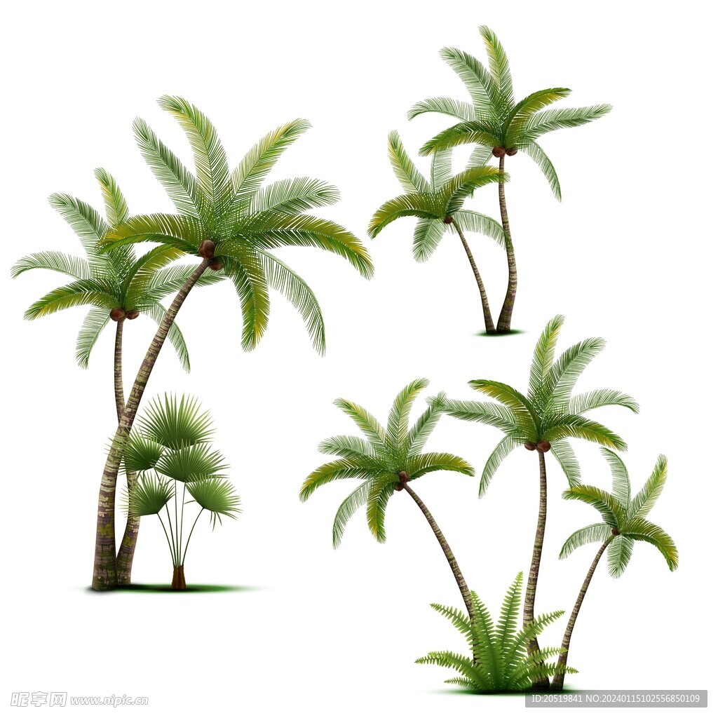 椰树