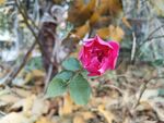 月季花
