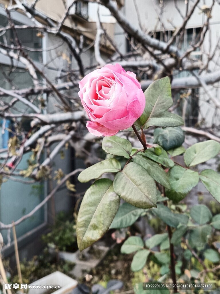 月季花