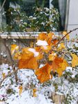 瑞雪