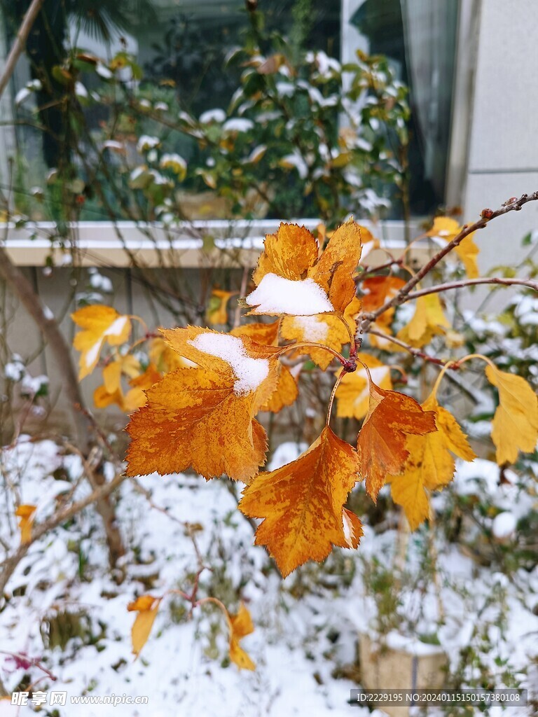 瑞雪